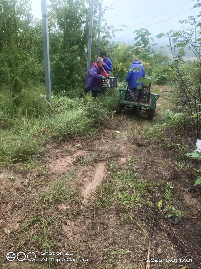突尼斯软籽石榴