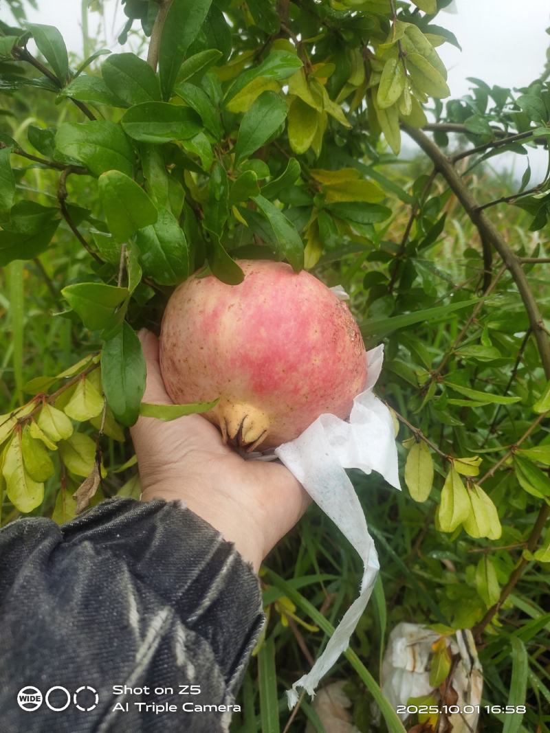 突尼斯软籽石榴