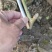 川佛手苗，川佛手杯苗，包成活，指导种植管理技术。