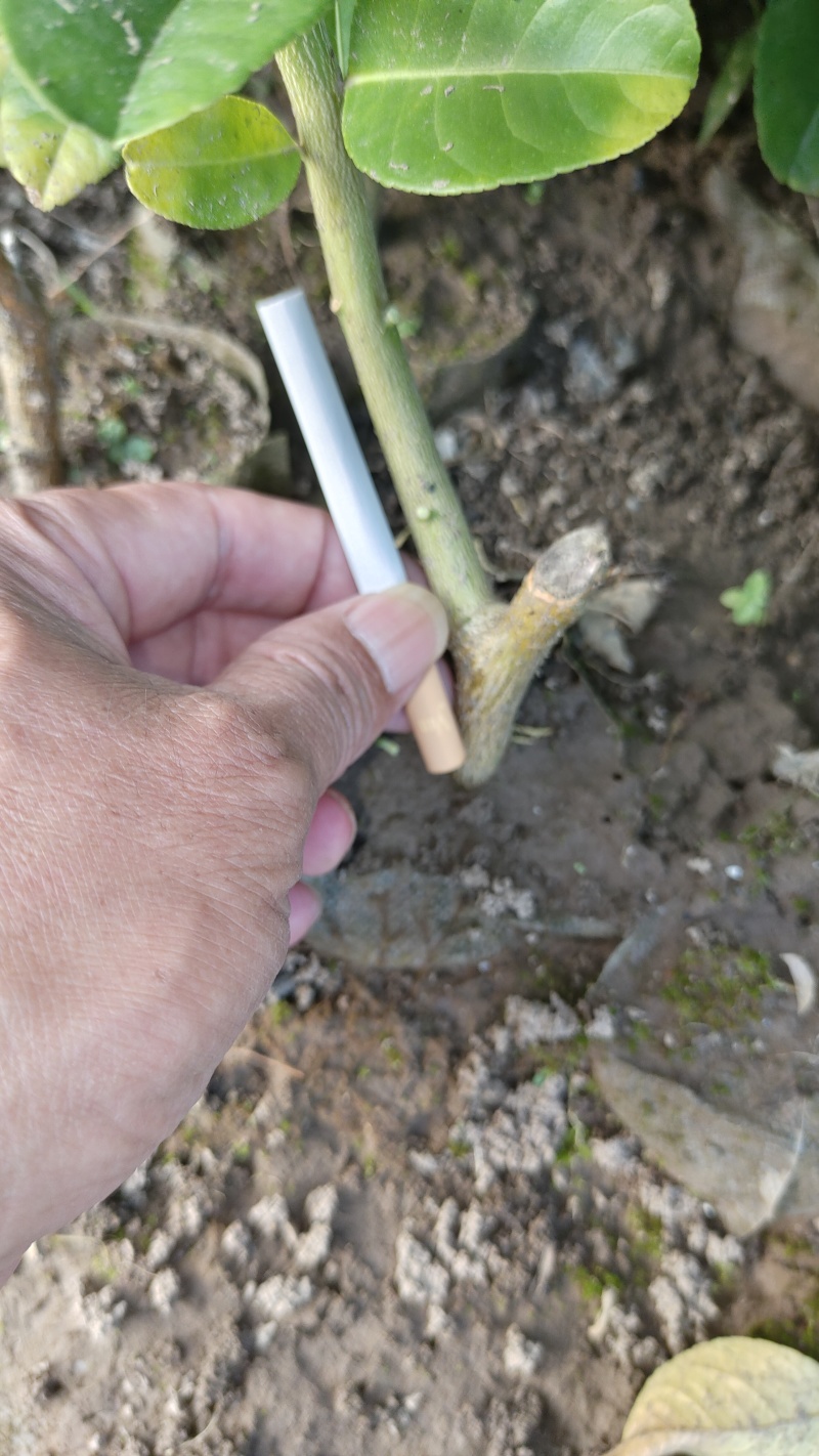 川佛手苗，川佛手杯苗，包成活，指导种植管理技术。