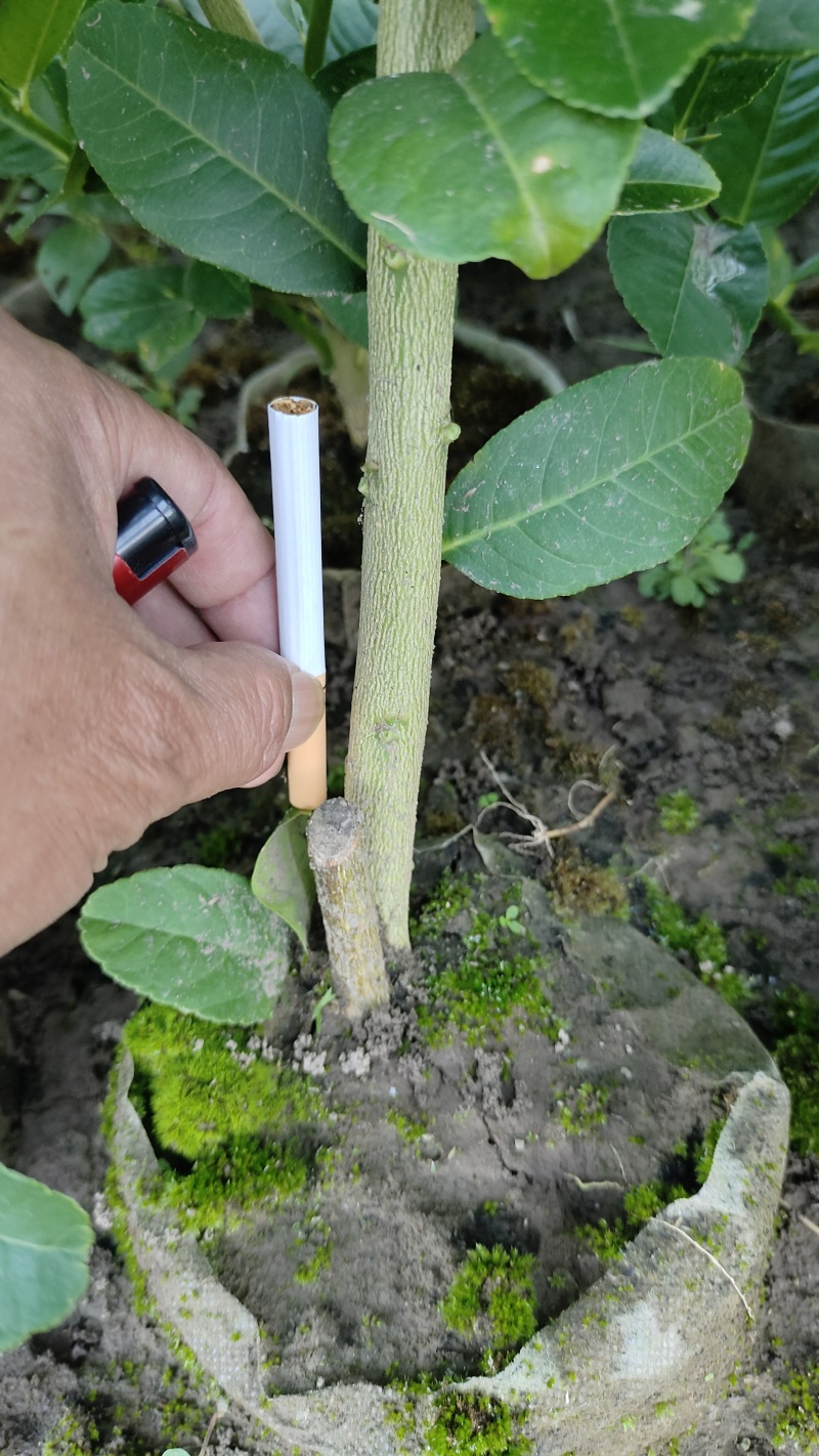 川佛手苗，川佛手杯苗，包成活，指导种植管理技术。