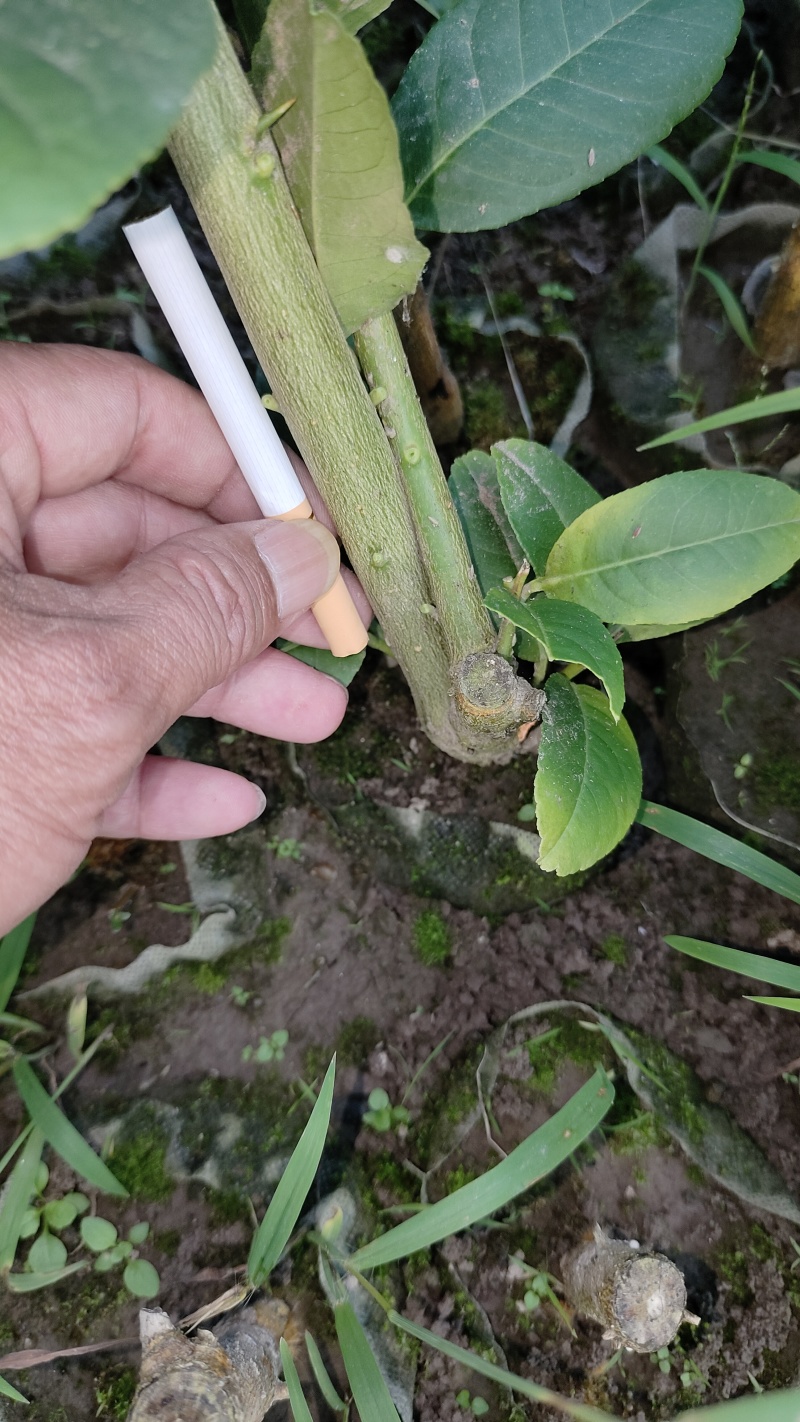 川佛手苗，川佛手杯苗，包成活，指导种植管理技术。