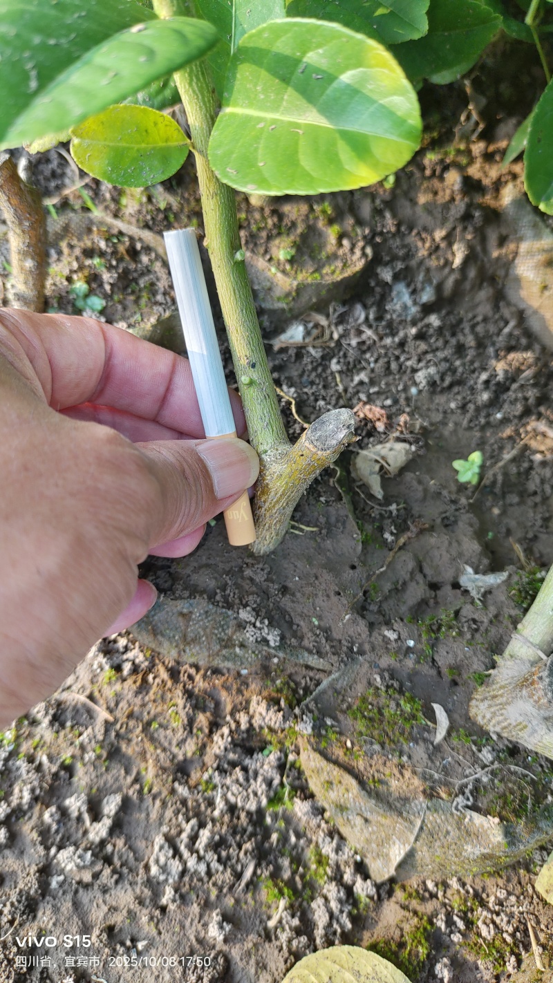川佛手苗，川佛手杯苗，包成活，指导种植管理技术。