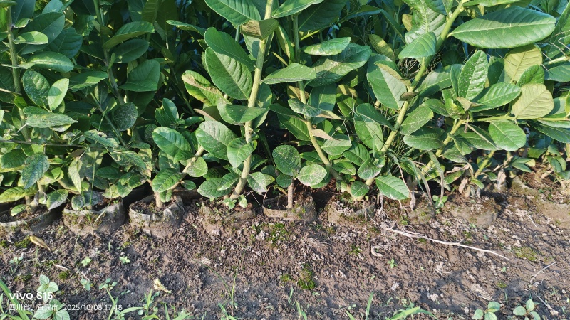 川佛手苗，川佛手杯苗，包成活，指导种植管理技术。