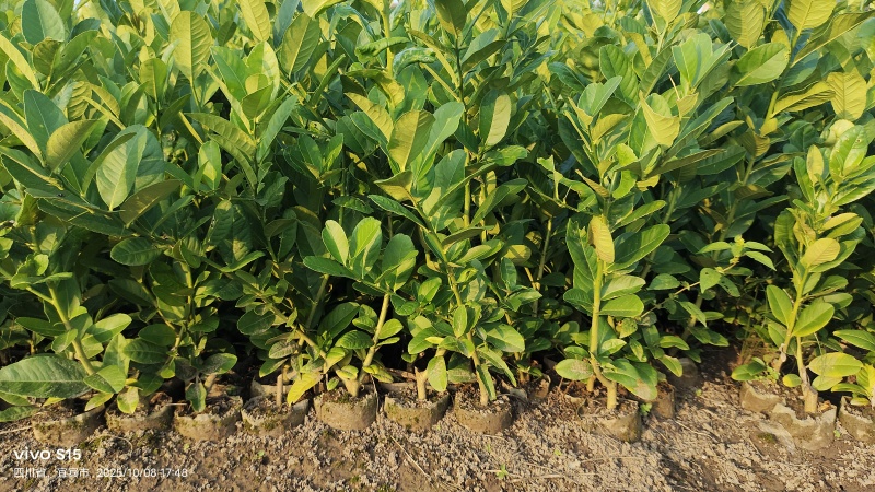 川佛手苗，川佛手杯苗，包成活，指导种植管理技术。