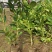 川佛手苗，川佛手杯苗，包成活，指导种植管理技术。