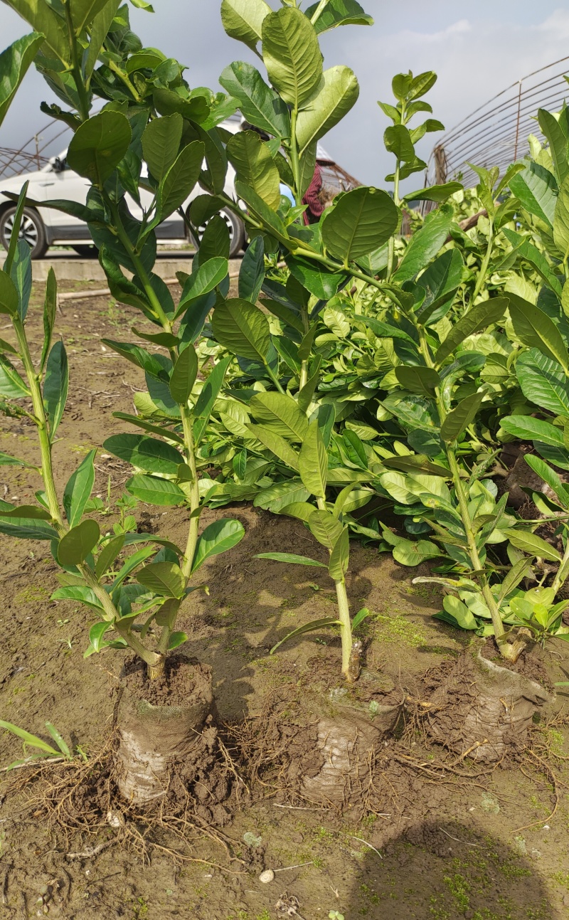 川佛手苗，川佛手杯苗，包成活，指导种植管理技术。