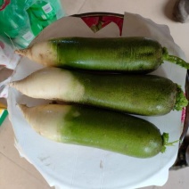 青头萝卜