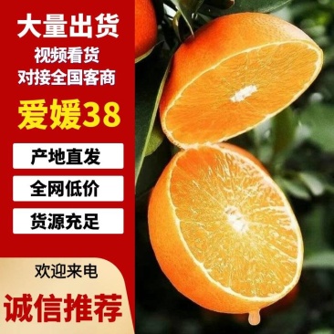 爱媛38果冻橙，四川爱媛38号已大量上市价格合理质量保证