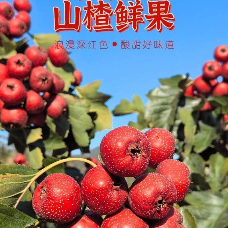 山东沂蒙山区产地直发大金星山楂