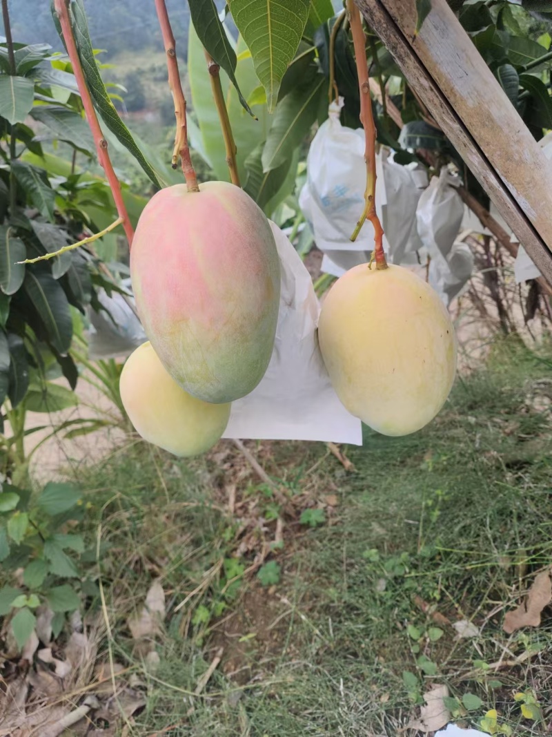 凯特芒换袋大量上市四川攀枝花原产地发货代办供货