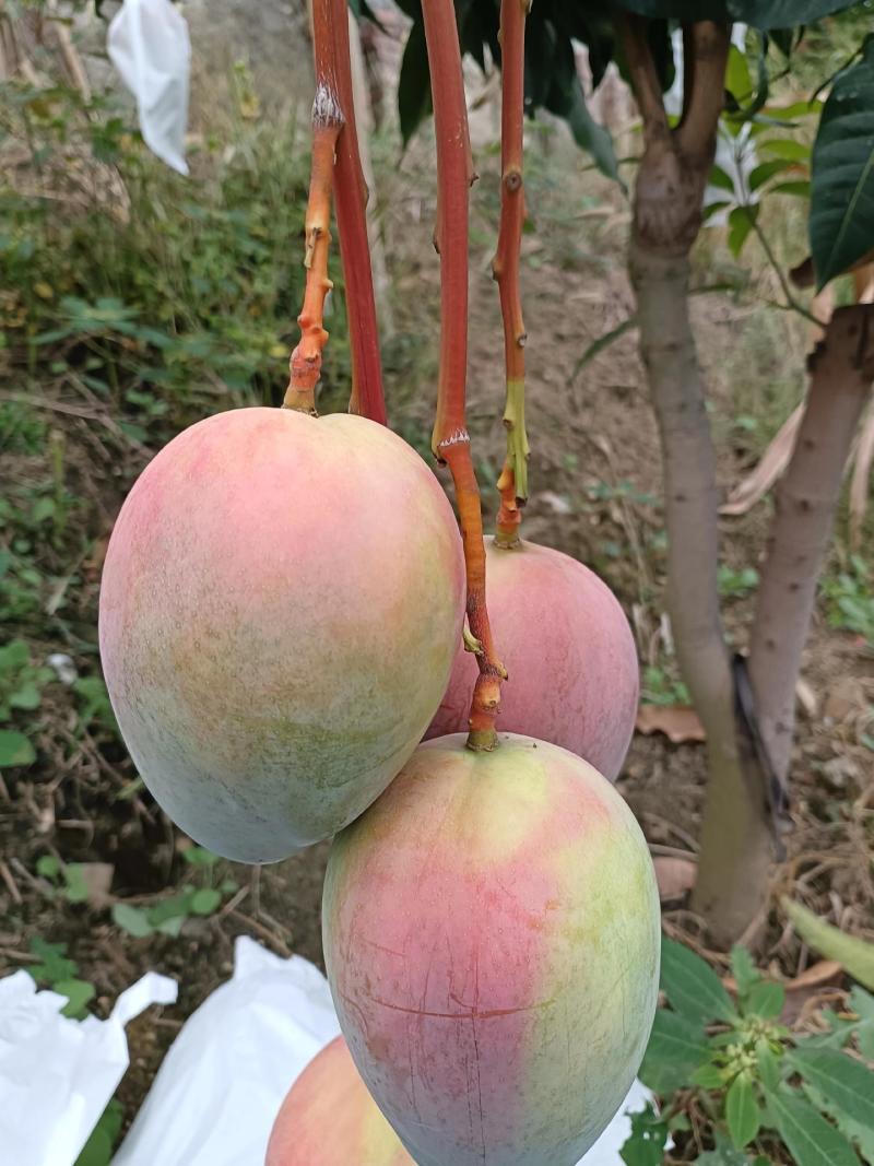凯特芒换袋大量上市四川攀枝花原产地发货代办供货