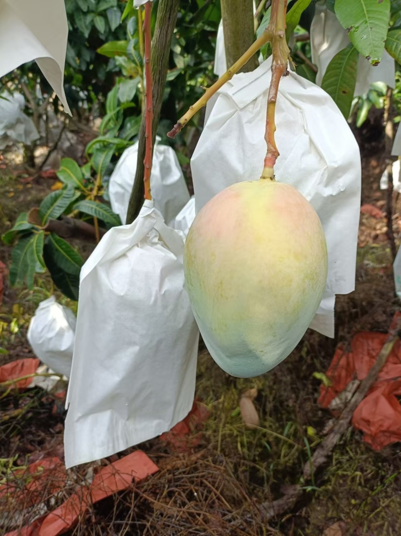 凯特芒换袋大量上市四川攀枝花原产地发货代办供货