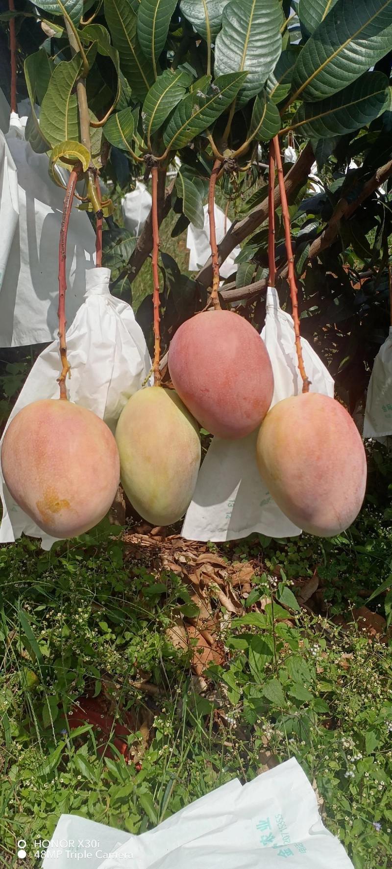 凯特芒换袋大量上市四川攀枝花原产地发货代办供货