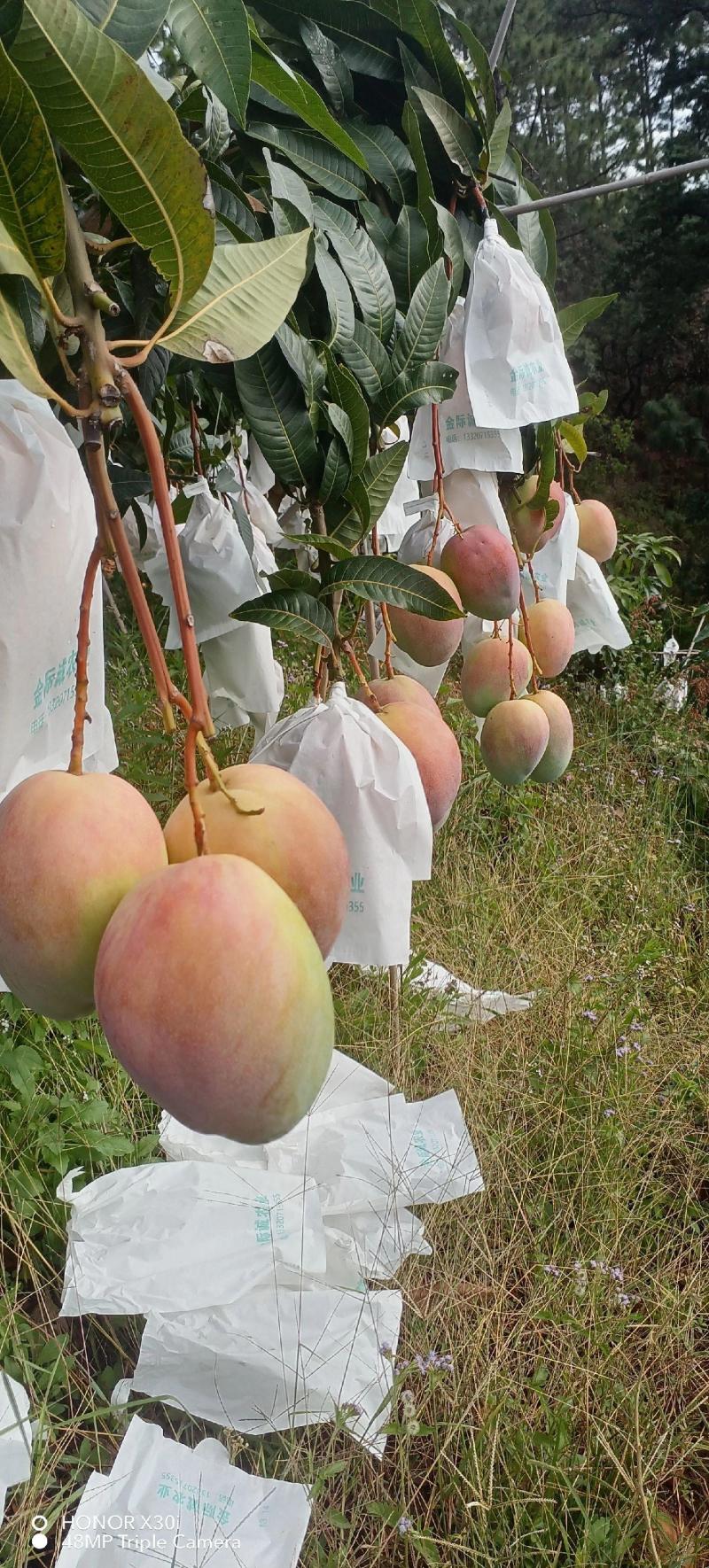 凯特芒换袋大量上市四川攀枝花原产地发货代办供货