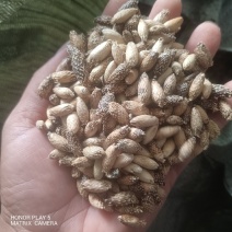 苍耳子，苍耳草