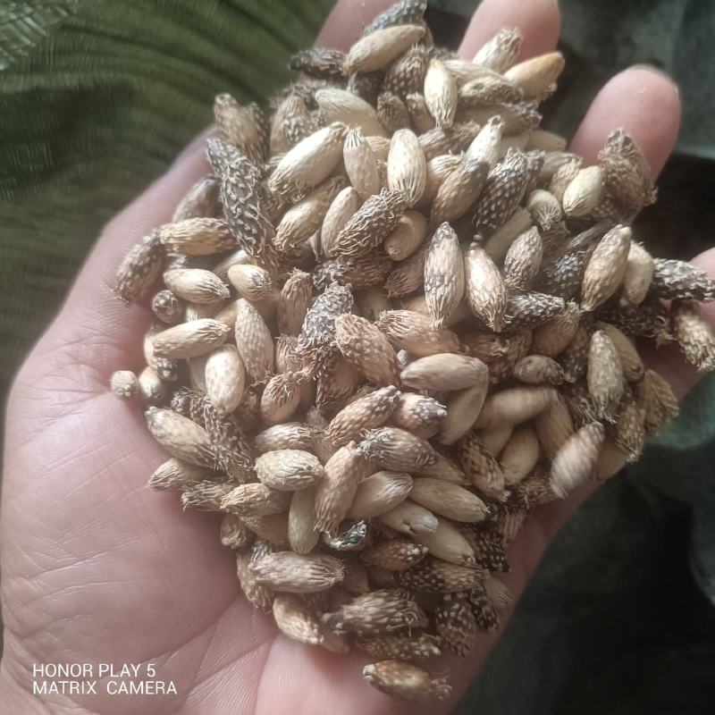 苍耳子，苍耳草