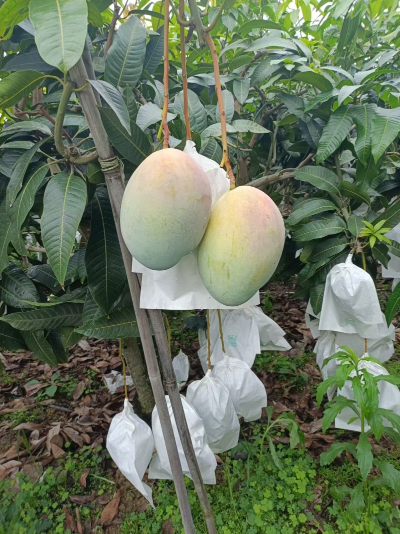 凯特芒换袋大量上市四川攀枝花原产地发货代办供货