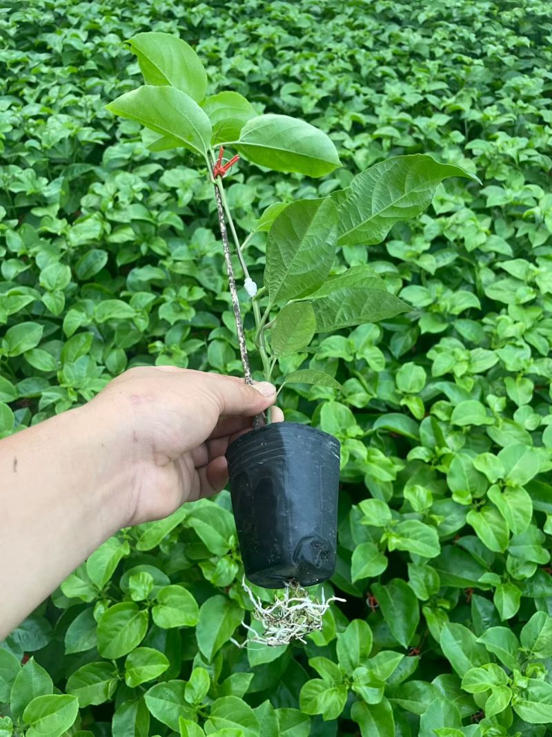 广西钦蜜9号黄金百香果苗嫁接苗