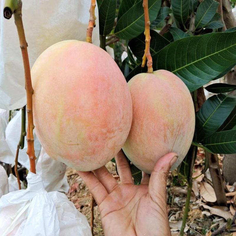 凯特芒换袋大量上市四川攀枝花原产地发货代办供货