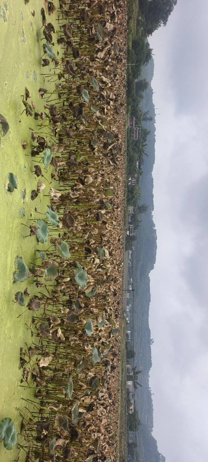 优质莲藕，重庆永川区，粉藕脆藕都有，提前预订。