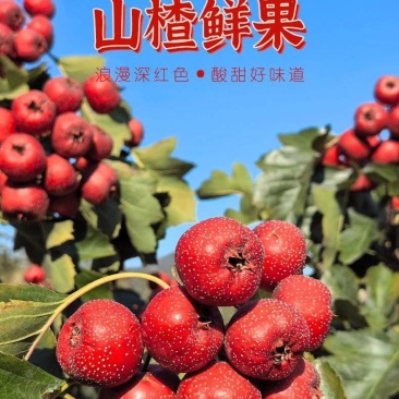 大五棱大金星棉球山楂优质货源，产地直发，货真价实