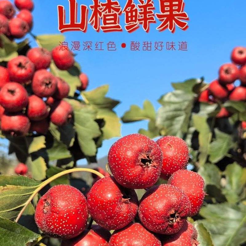 大五棱大金星棉球山楂优质货源，产地直发，货真价实