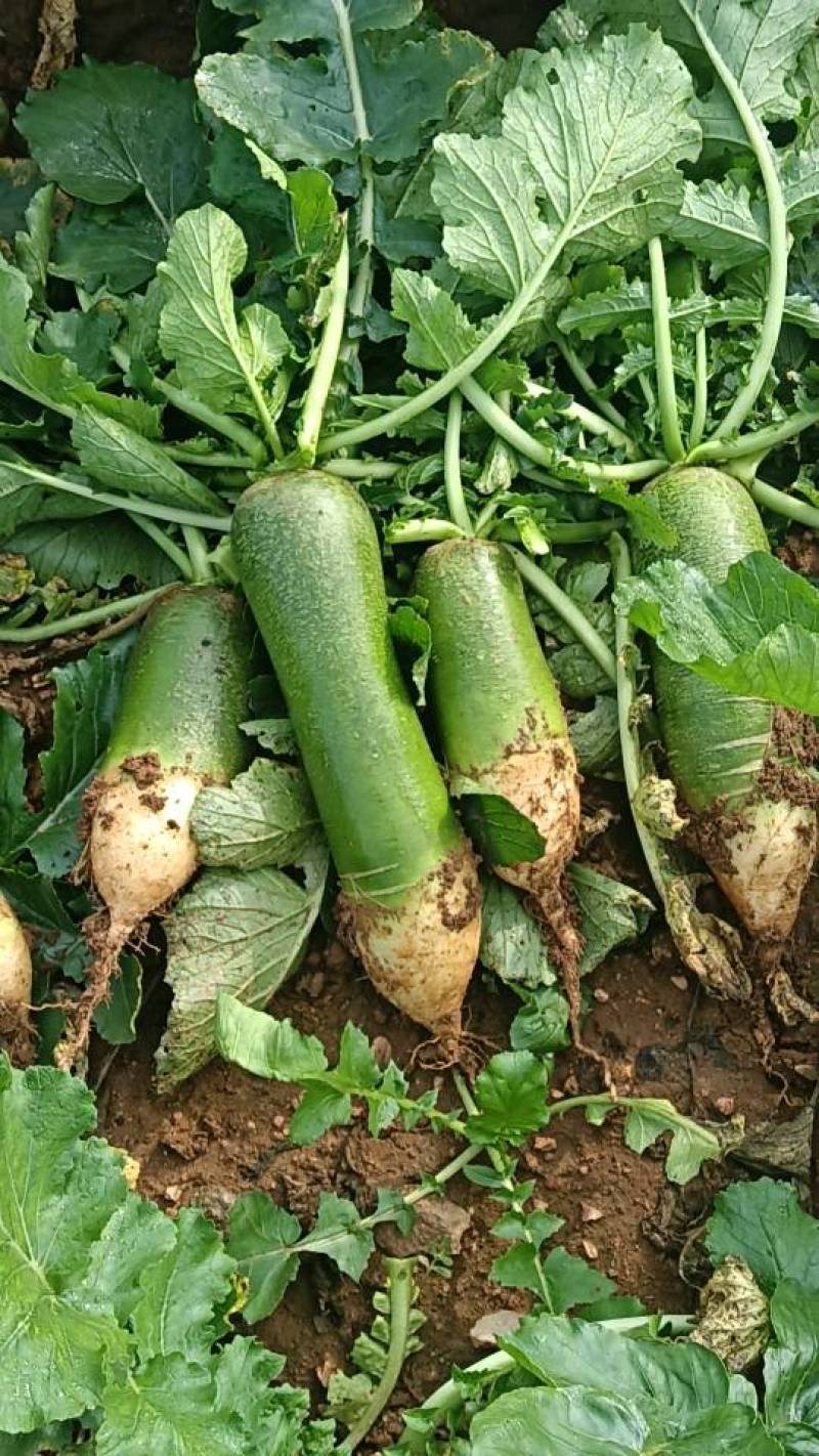 青罗卜0.6每斤6两起10000斤起批