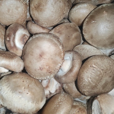 优质鲜香菇出售，量大价优，基地直销，欢迎采购