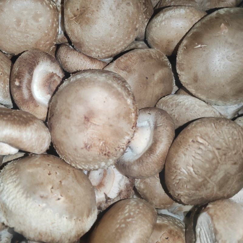 优质鲜香菇出售，量大价优，基地直销，欢迎采购