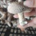 优质鲜香菇出售，量大价优，基地直销，欢迎采购
