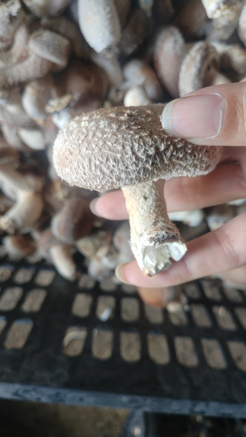 优质鲜香菇出售，量大价优，基地直销，欢迎采购