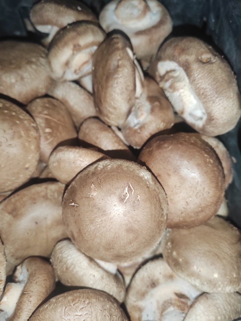 优质鲜香菇出售，量大价优，基地直销，欢迎采购