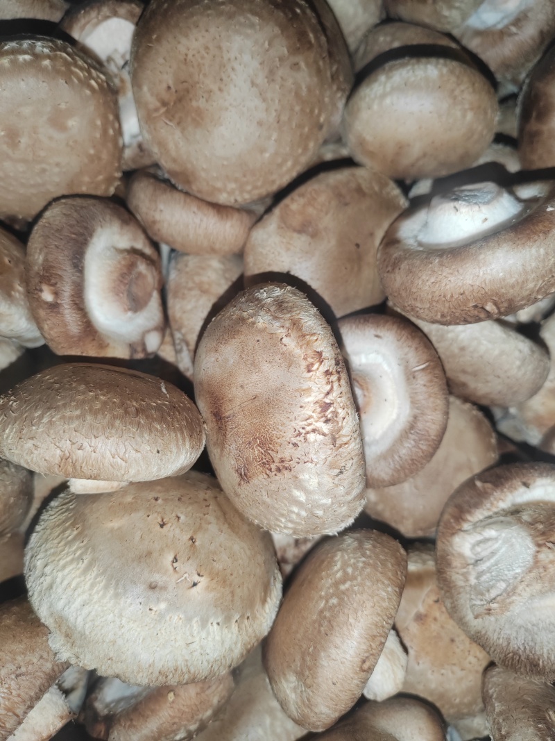 优质鲜香菇出售，量大价优，基地直销，欢迎采购