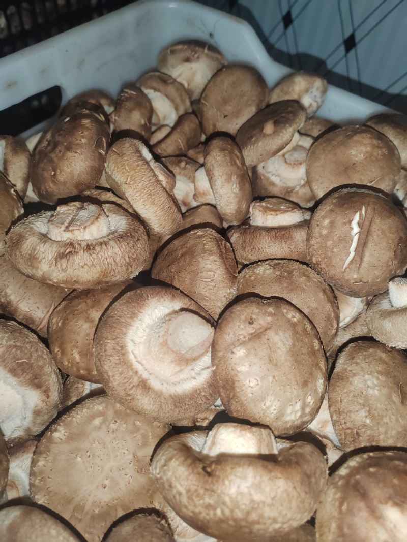 优质鲜香菇出售，量大价优，基地直销，欢迎采购