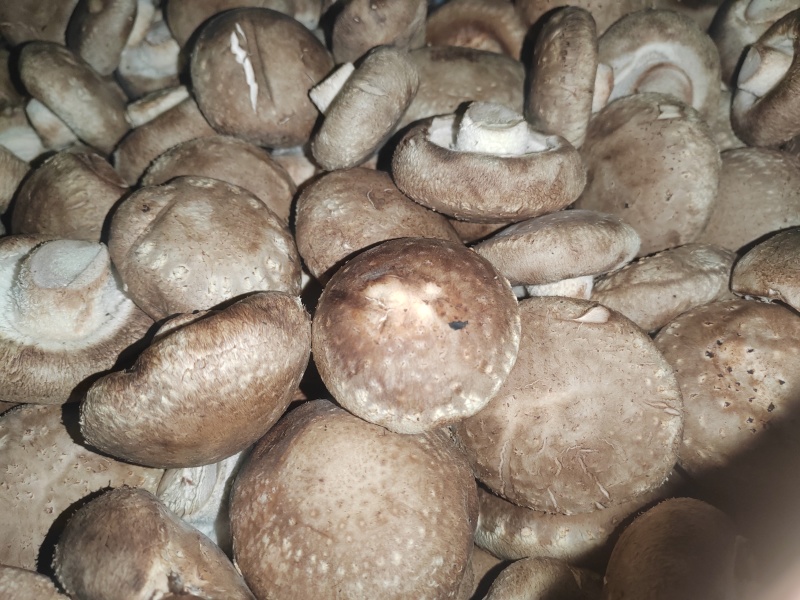 优质鲜香菇出售，量大价优，基地直销，欢迎采购