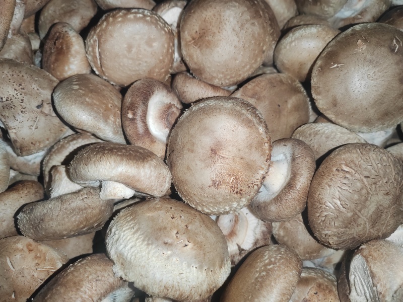 优质鲜香菇出售，量大价优，基地直销，欢迎采购
