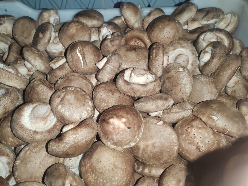 优质鲜香菇出售，量大价优，基地直销，欢迎采购