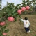 甘肃庆阳红苹果