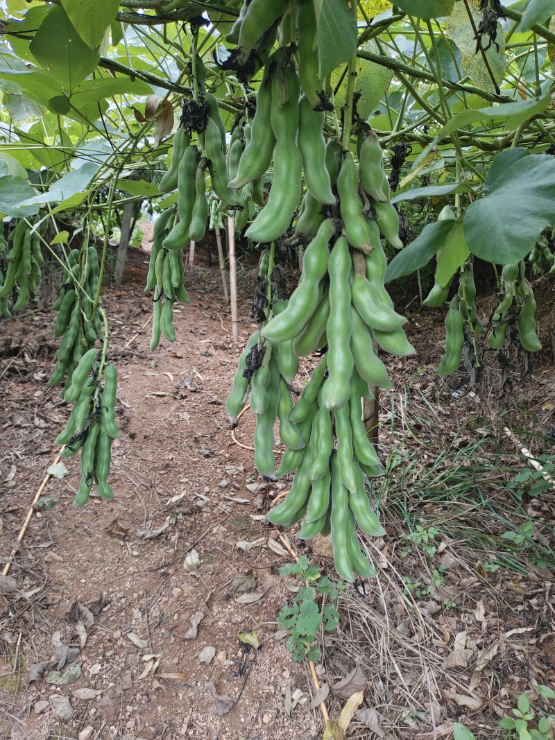 狗爪豆