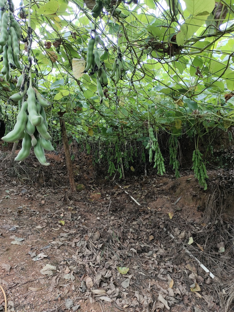狗爪豆