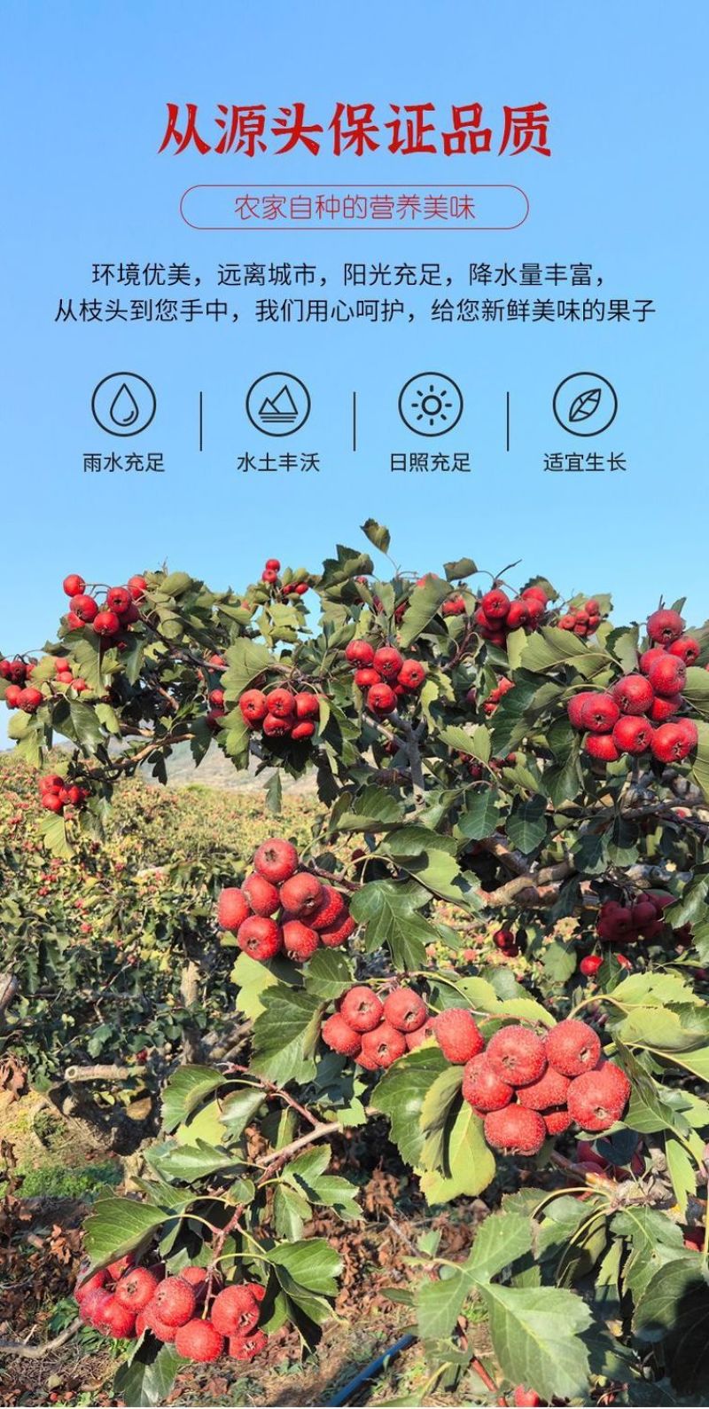 大五棱大金星棉球山楂优质货源，产地直发，货真价实