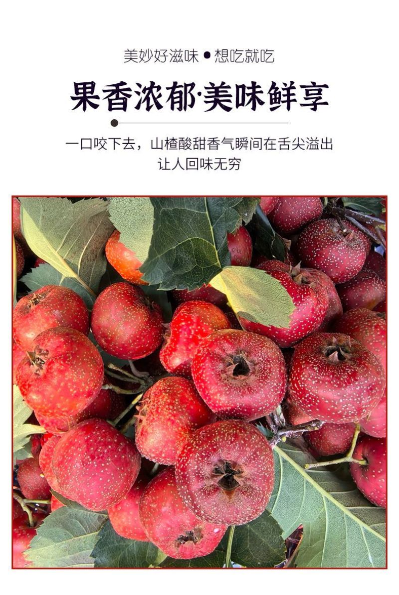 大五棱大金星棉球山楂优质货源，产地直发，货真价实