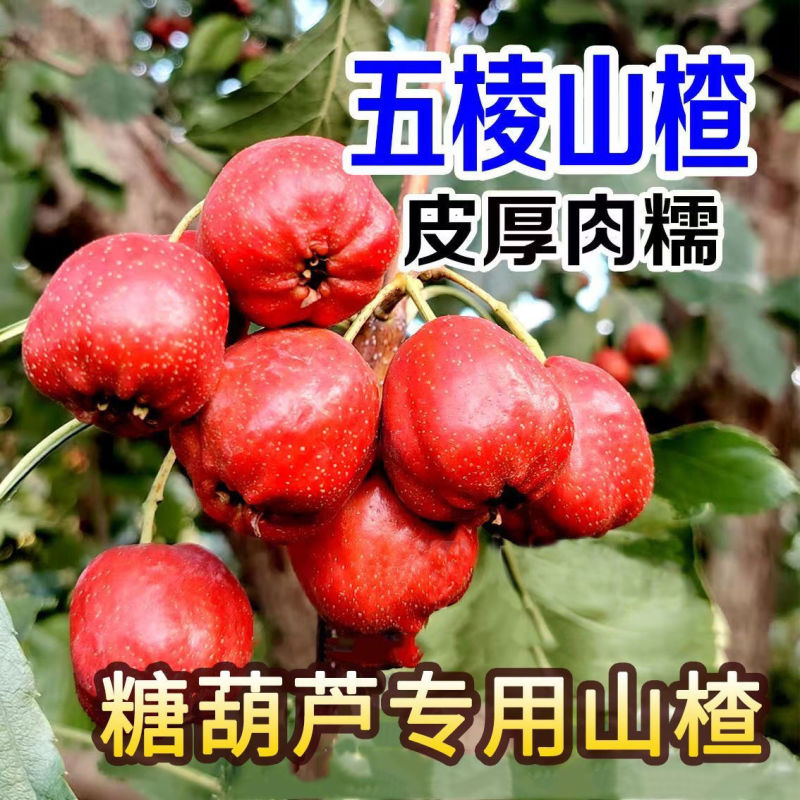 大五棱大金星棉球山楂优质货源，产地直发，货真价实