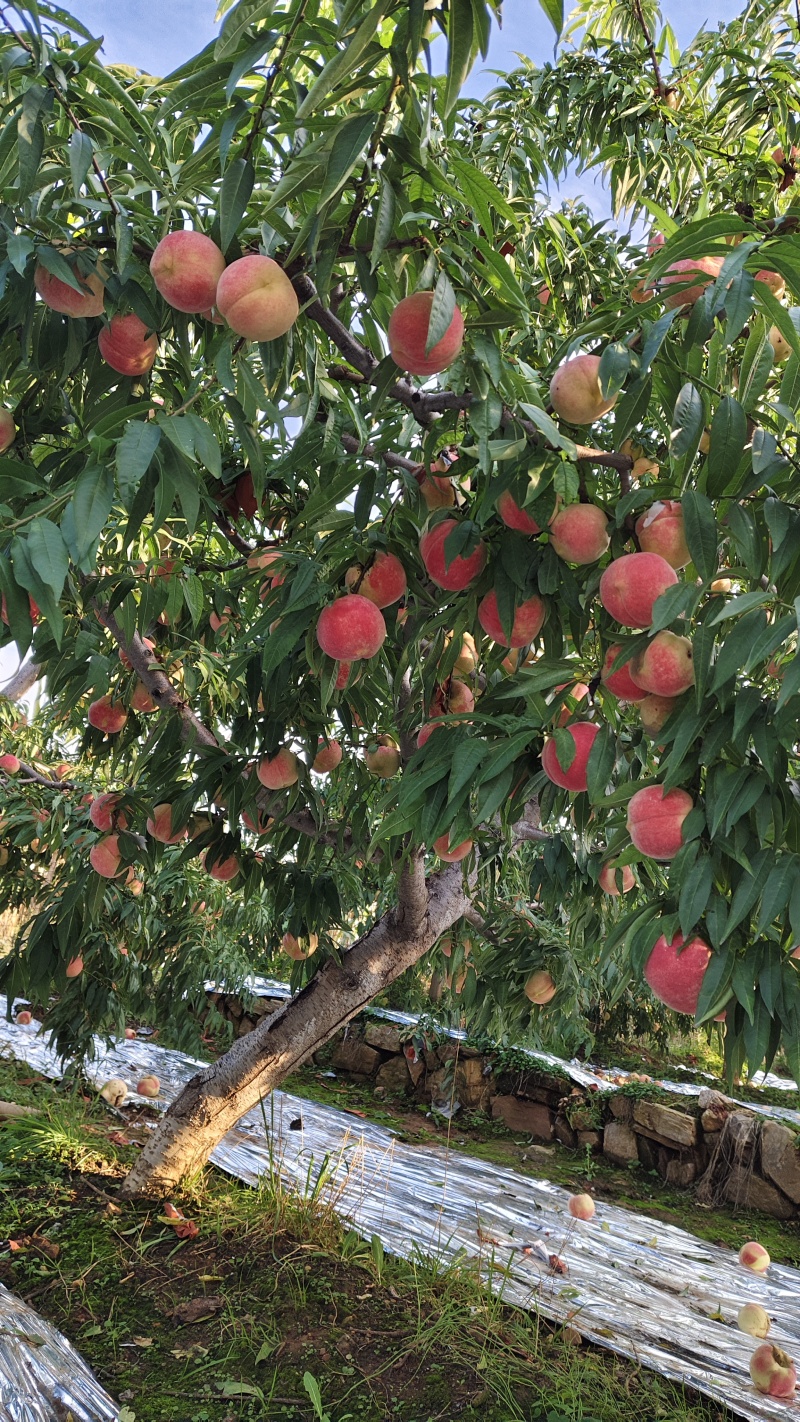 映霜红熟了