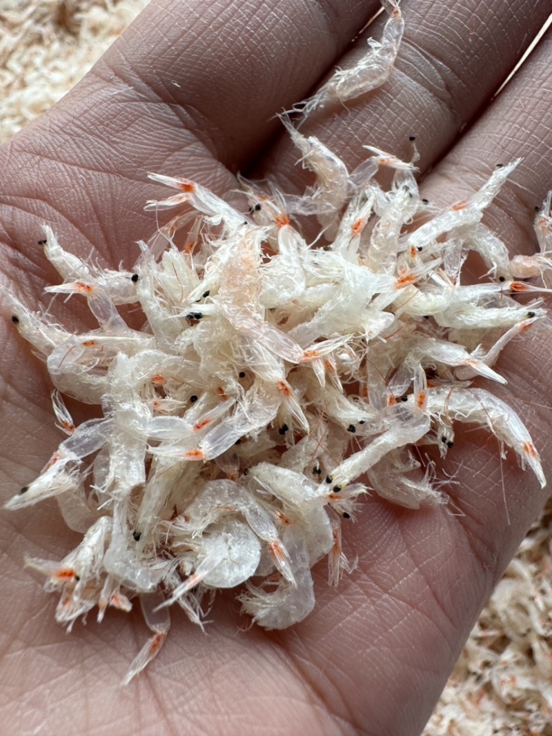 淡干无盐虾皮，新货，颜色好，中等个头