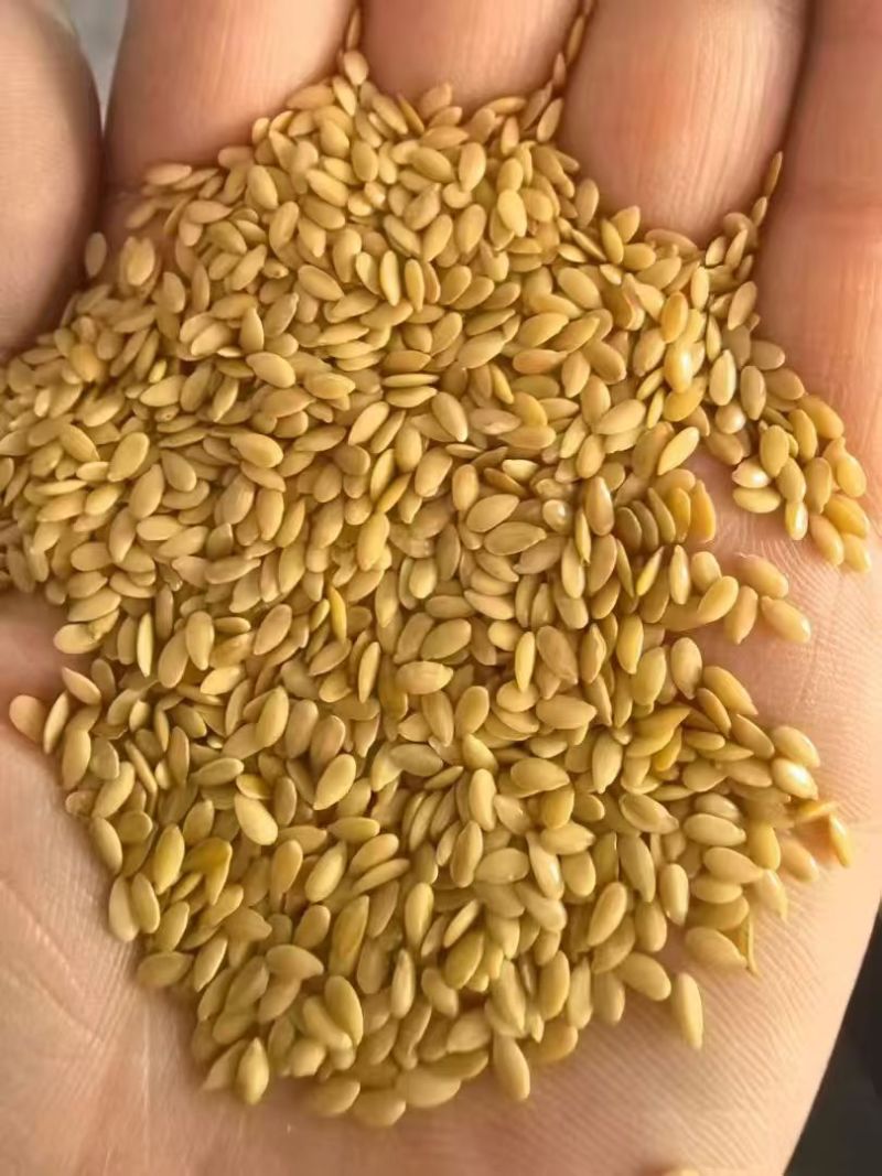 亚麻籽黄金、棕色进口亚麻籽颗粒饱满出油率高