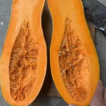 山东密本南瓜山东产地板栗味道，香糯瓜老，可供电商和商超