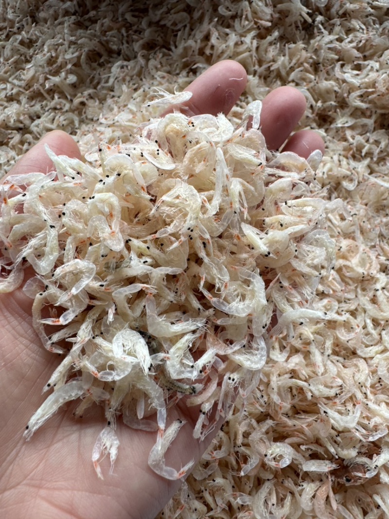 淡干无盐虾皮，大个头，颜色好