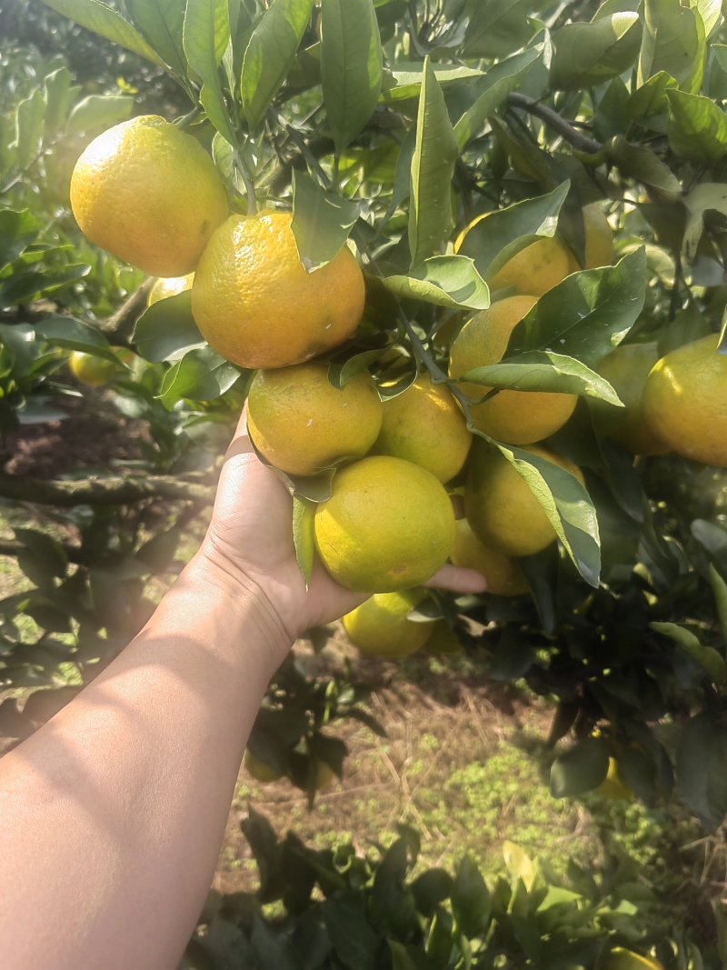 蜜橘毛毛钱的货